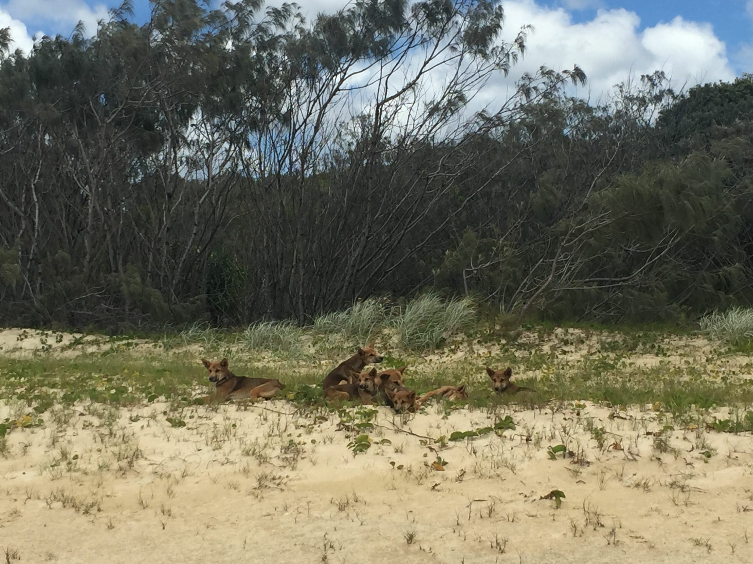 Paradise on Fraser Island, Satinay 631,  Kingfisher Bay. Air conditioned.