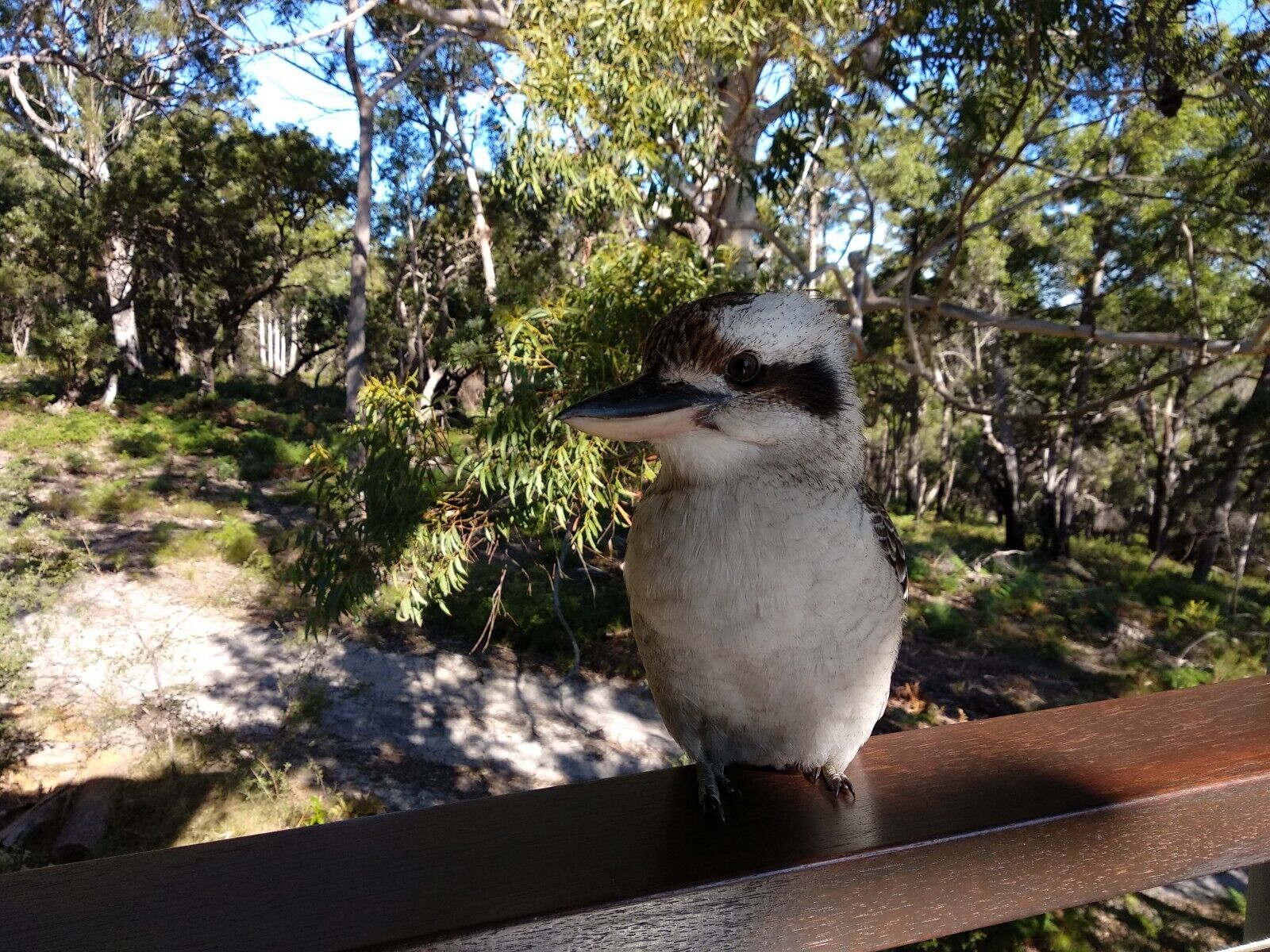 Kingfisher Bay Resort Precinct -fraser Island Accommodation Water & Sunset Views