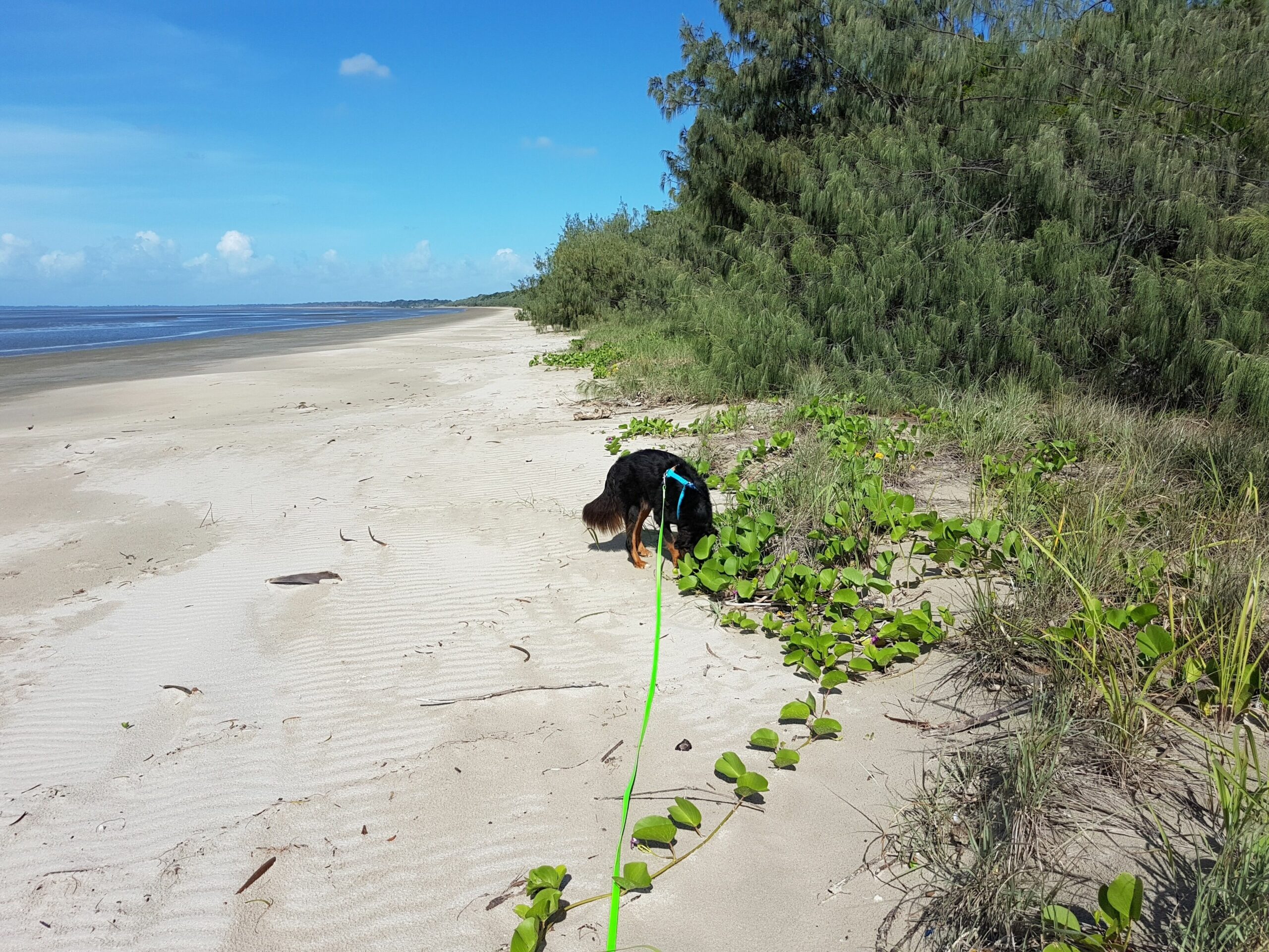 Beachfront pet and Wheelchair Friendly House