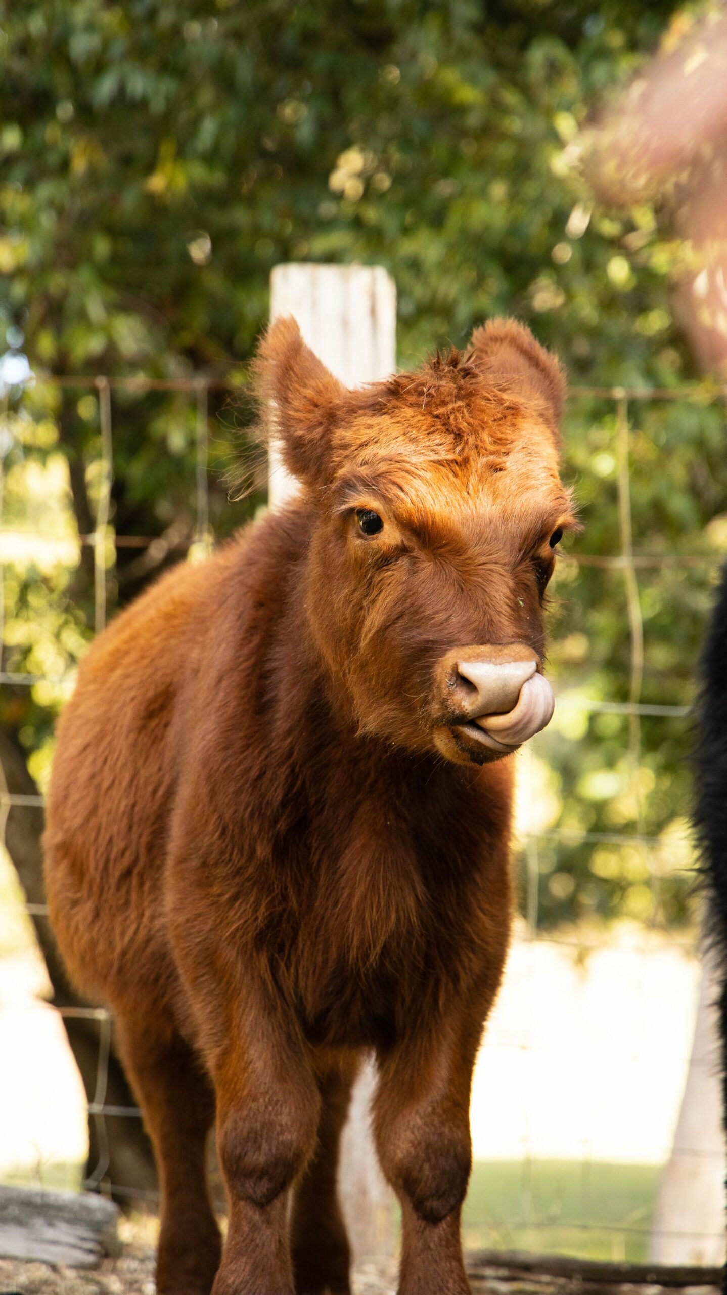 Family Escape, Animal Lovers