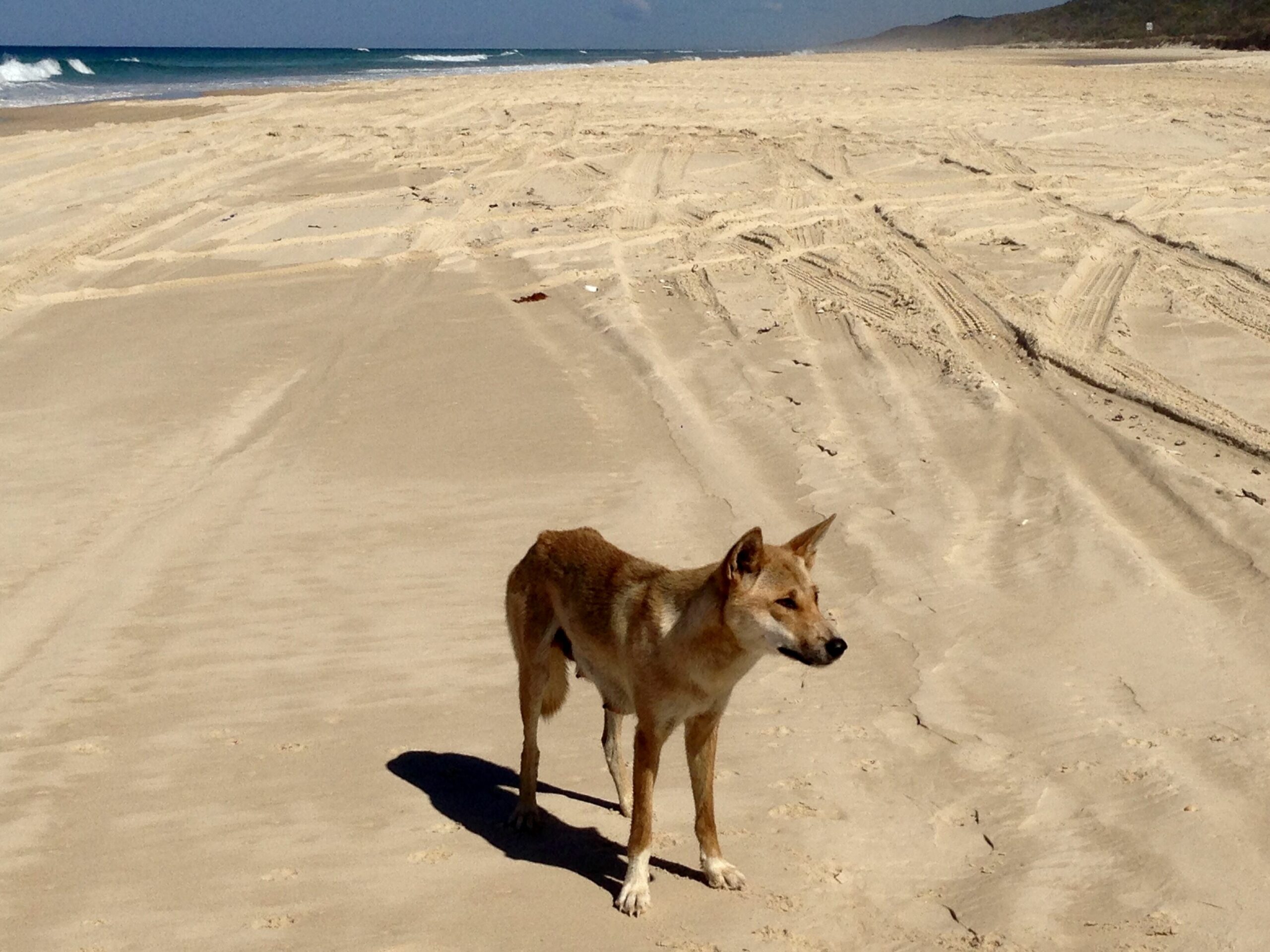 Kokomo at Kingfisher Bay "get There Fast Then Take it Slow!"