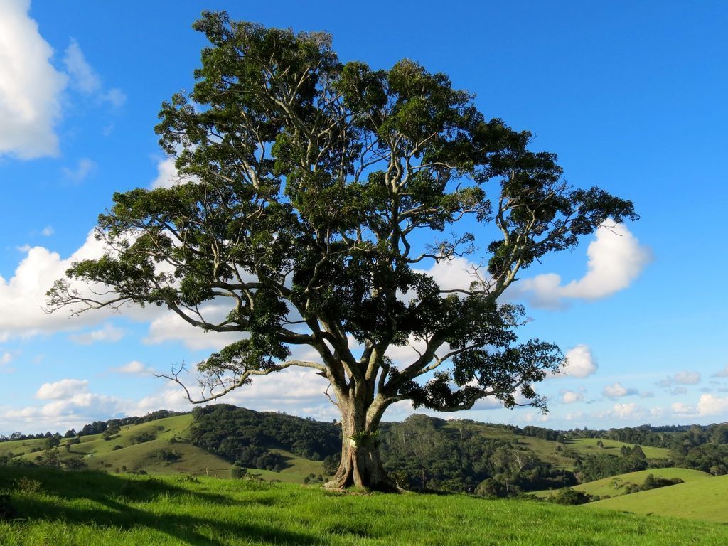 Maleny Springs Farm - Luxurious House on 100 Acres