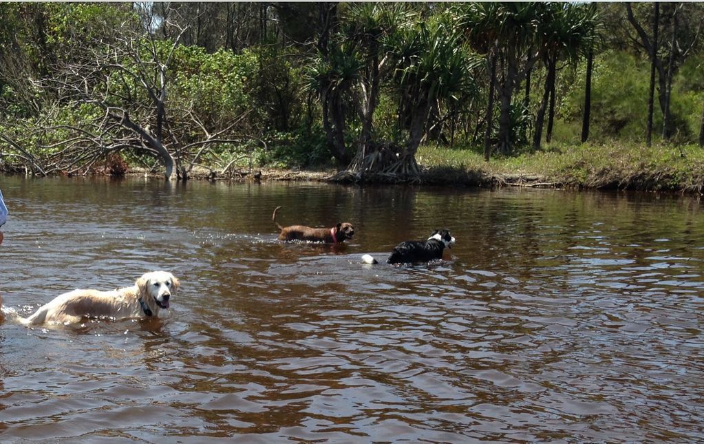 Billy's Beach Retreat-coolum Beach- Pet Friendly Home-linen Included-free Wi-fi