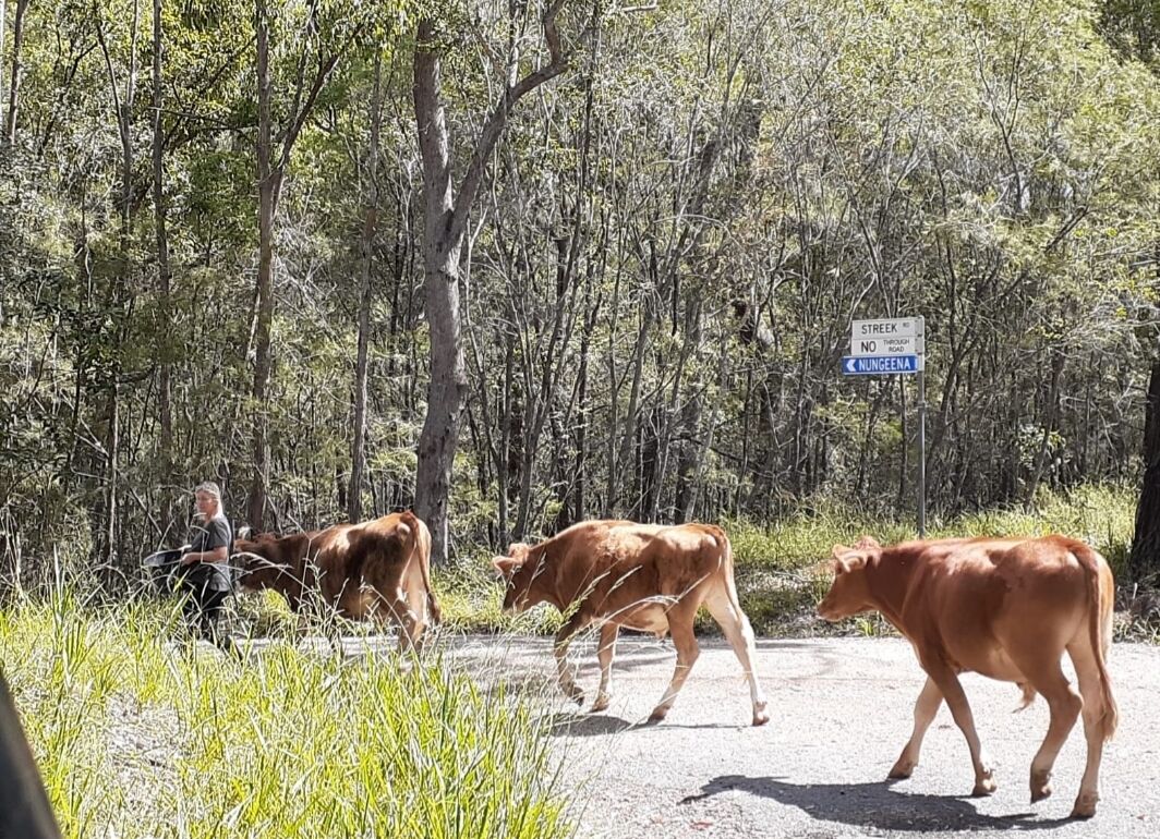 Sunshine Coast Farm Stay