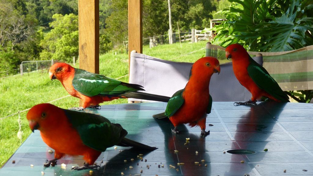 Bowerbird Cabin - Waterfalls, Rainforest, Wildlife, Walk Tracks and Birds