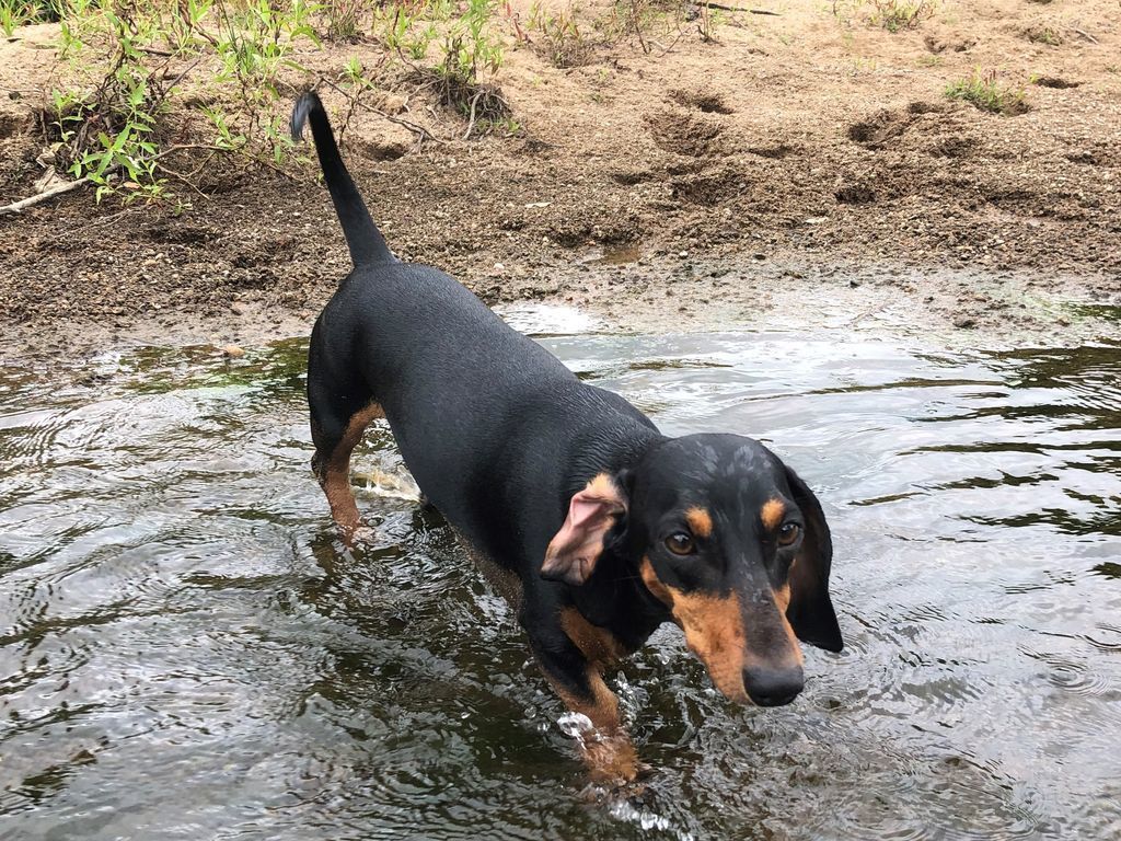 Kenilworth River Oaks on the Mary River - Pet Friendly