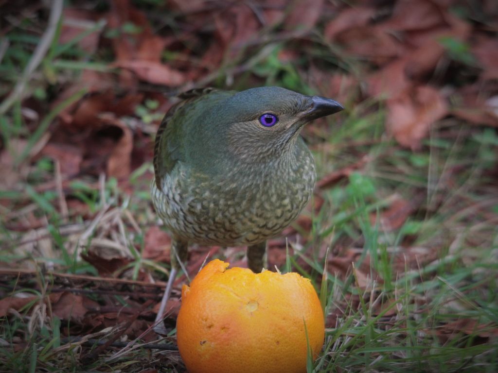 Bowerbird Cabin - Waterfalls, Rainforest, Wildlife, Walk Tracks and Birds