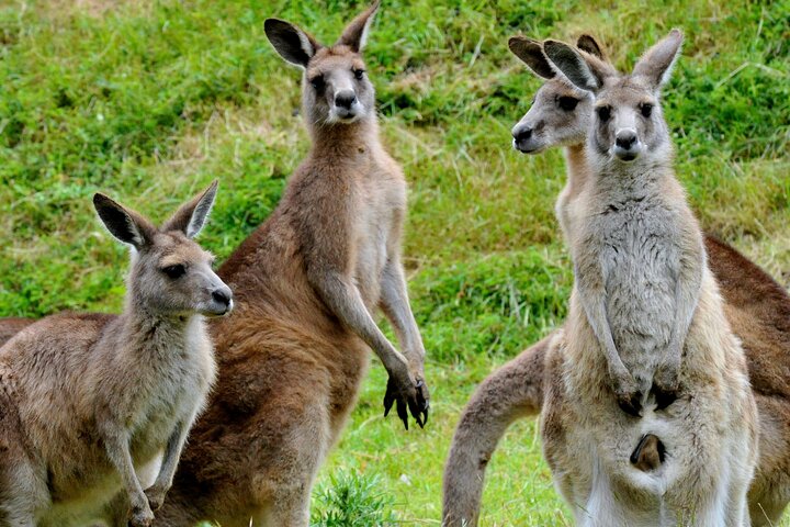 Puffing Billy And Healesville Sanctuary Scenic Tour