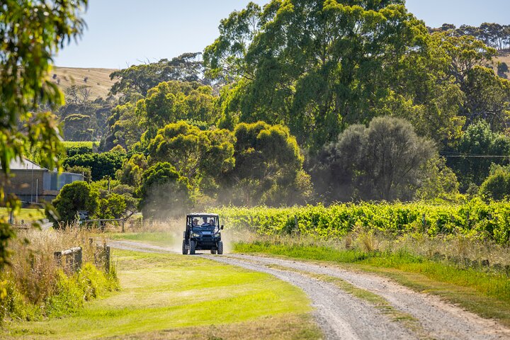 7 Hour Full Day Tour: Morning Tea, Chocolate, Olives, 3 Wineries & Lunch