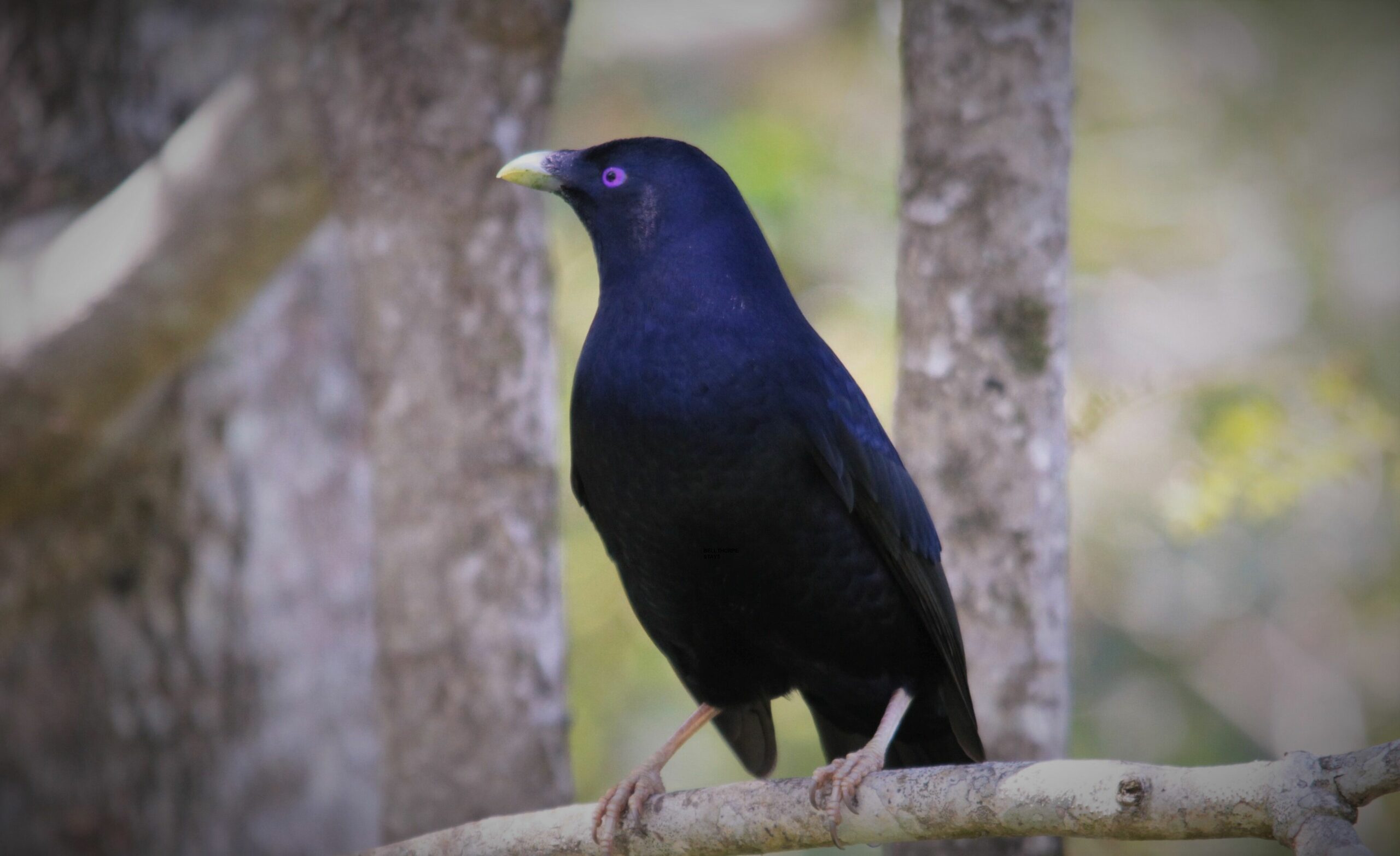 Whipbird Cabin - Waterfalls, Walking Tracks, Rainforest, Farming, Pooch Allowed