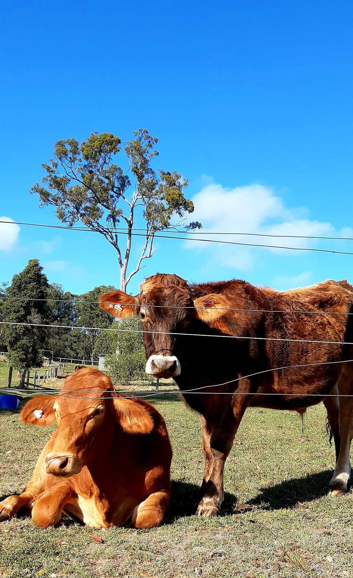 Sunshine Coast Farm Stay