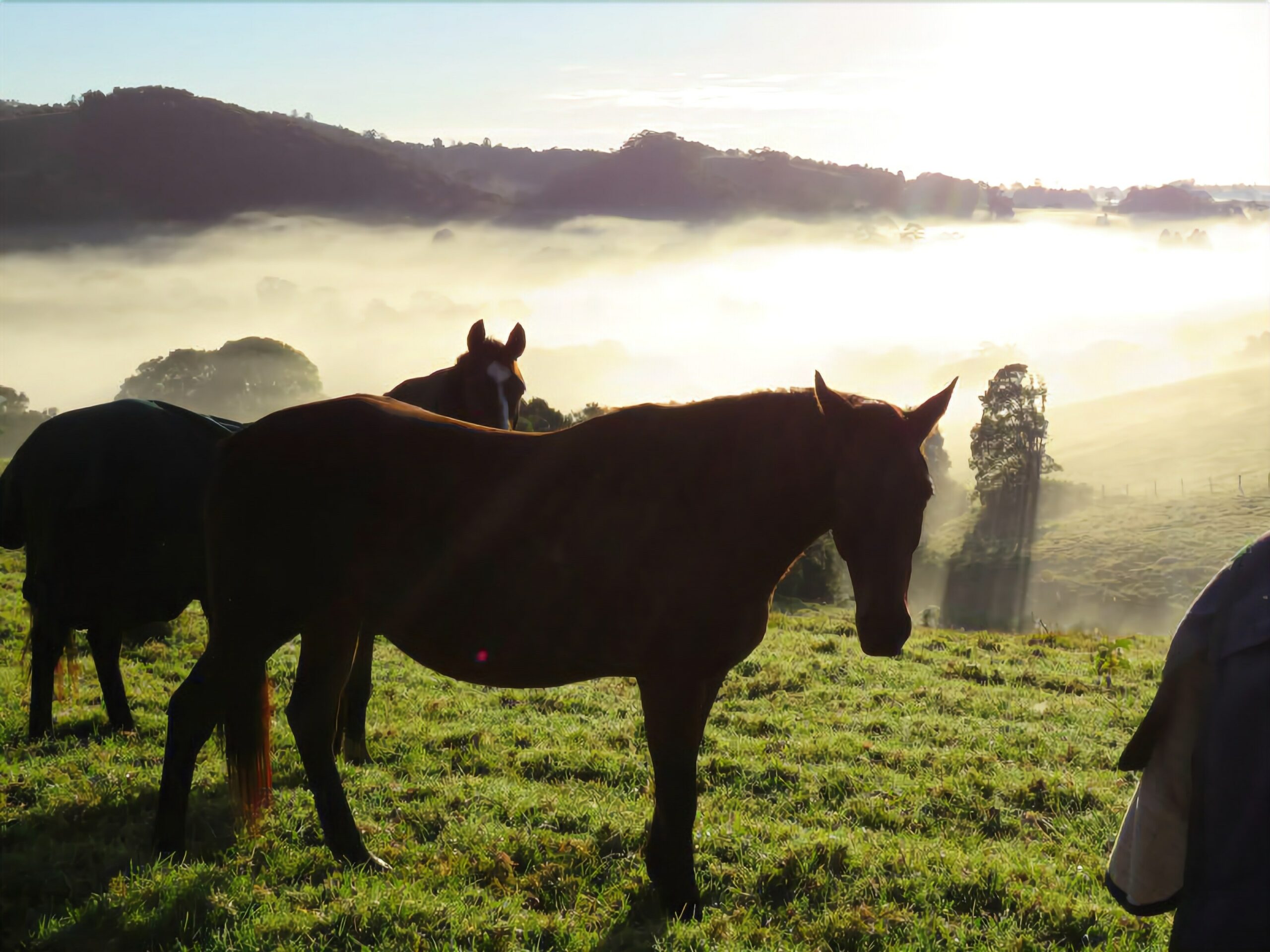 Maleny Springs Farm - Luxurious House on 100 Acres