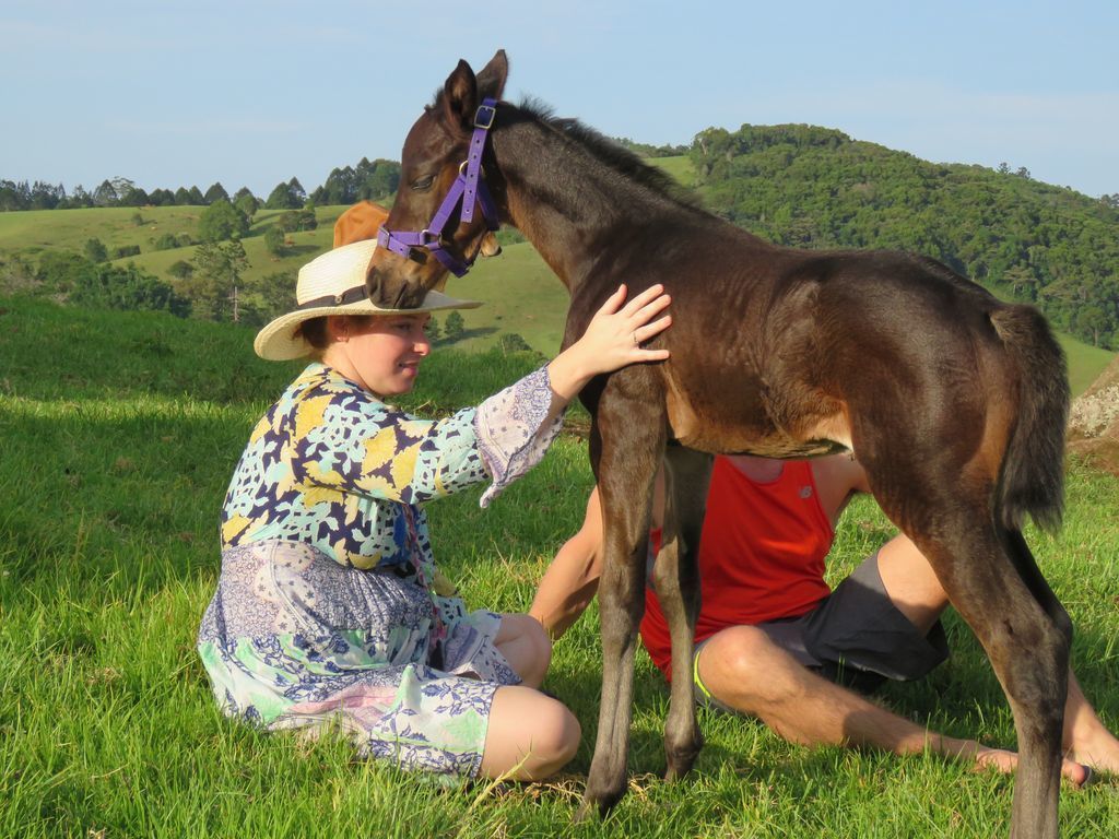 Maleny Springs Farm - Luxurious House on 100 Acres