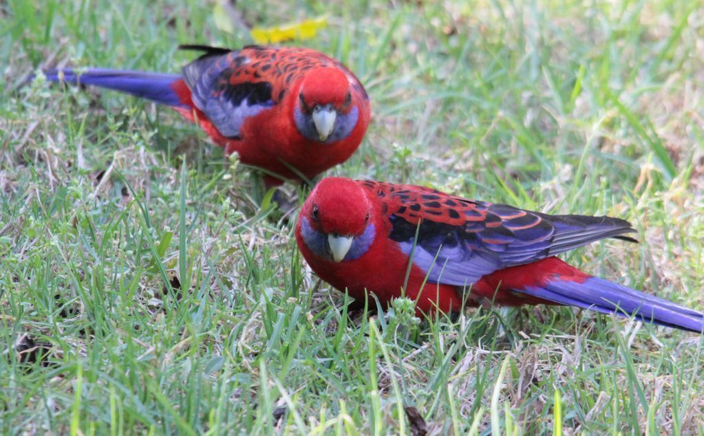 Bowerbird Cabin - Waterfalls, Rainforest, Wildlife, Walk Tracks and Birds