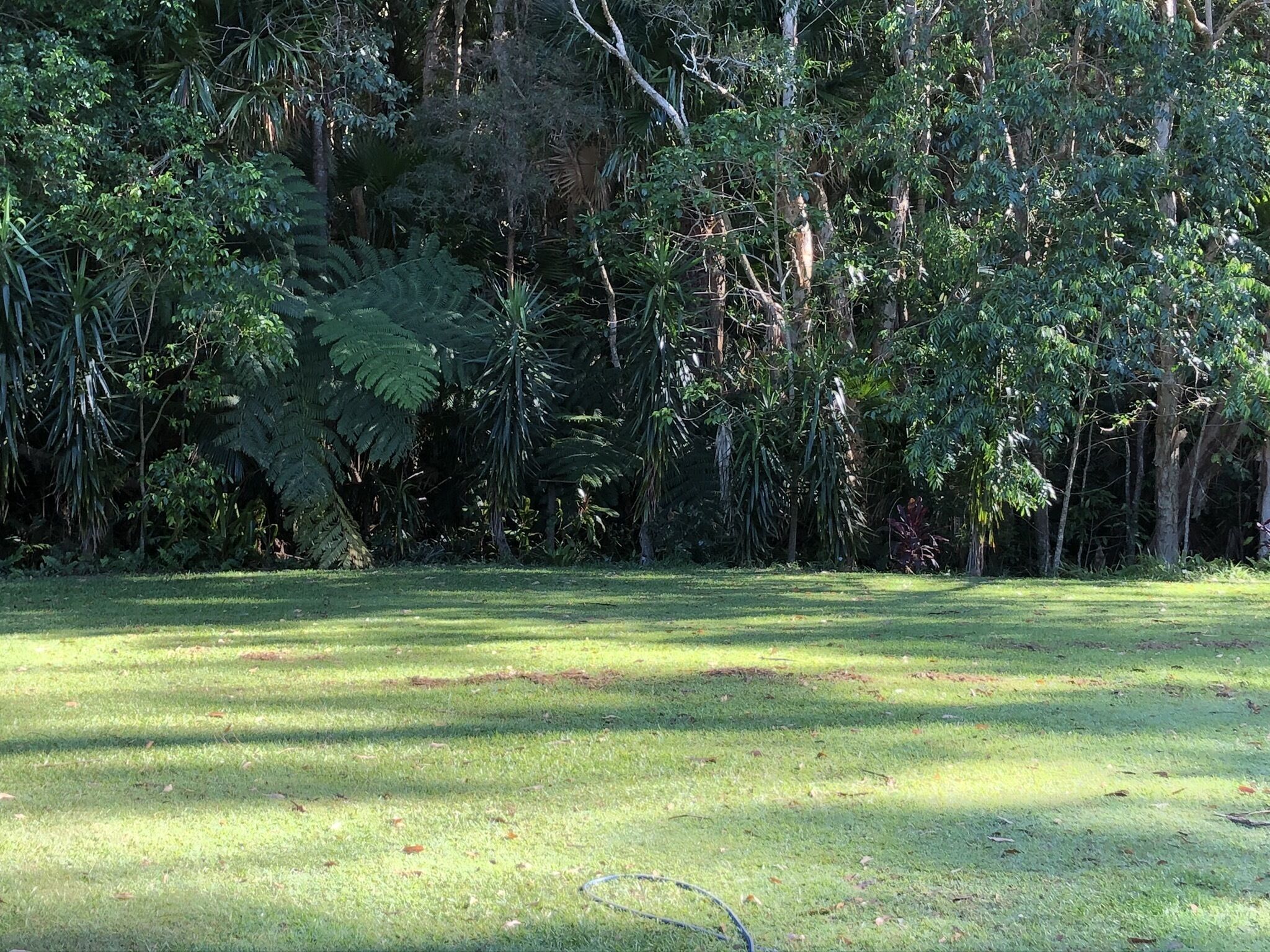 Rainforest Room With tea and Toast