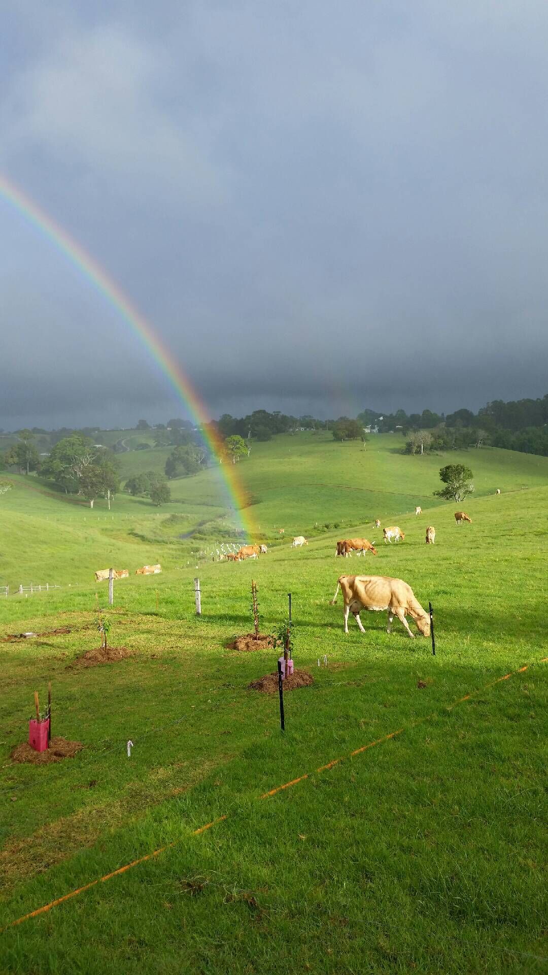 Maleny Clover Cottages