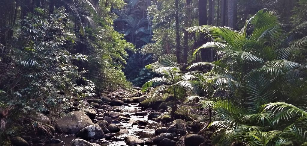 Birdwing cabin - waterfalls, rainforest, wildlife, walking tracks, wilderness