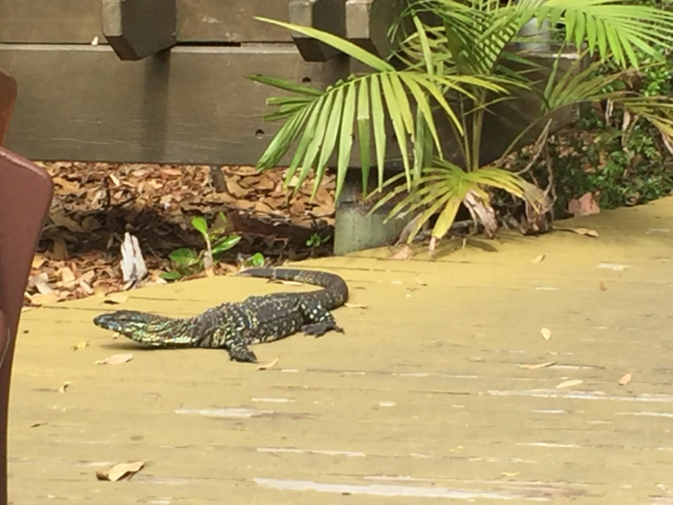 Paradise on Fraser Island, Satinay 631,  Kingfisher Bay. Air conditioned.