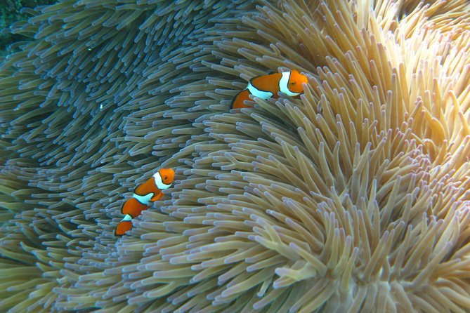 Skedaddle Express Outer Great Barrier Reef Tour from Cairns