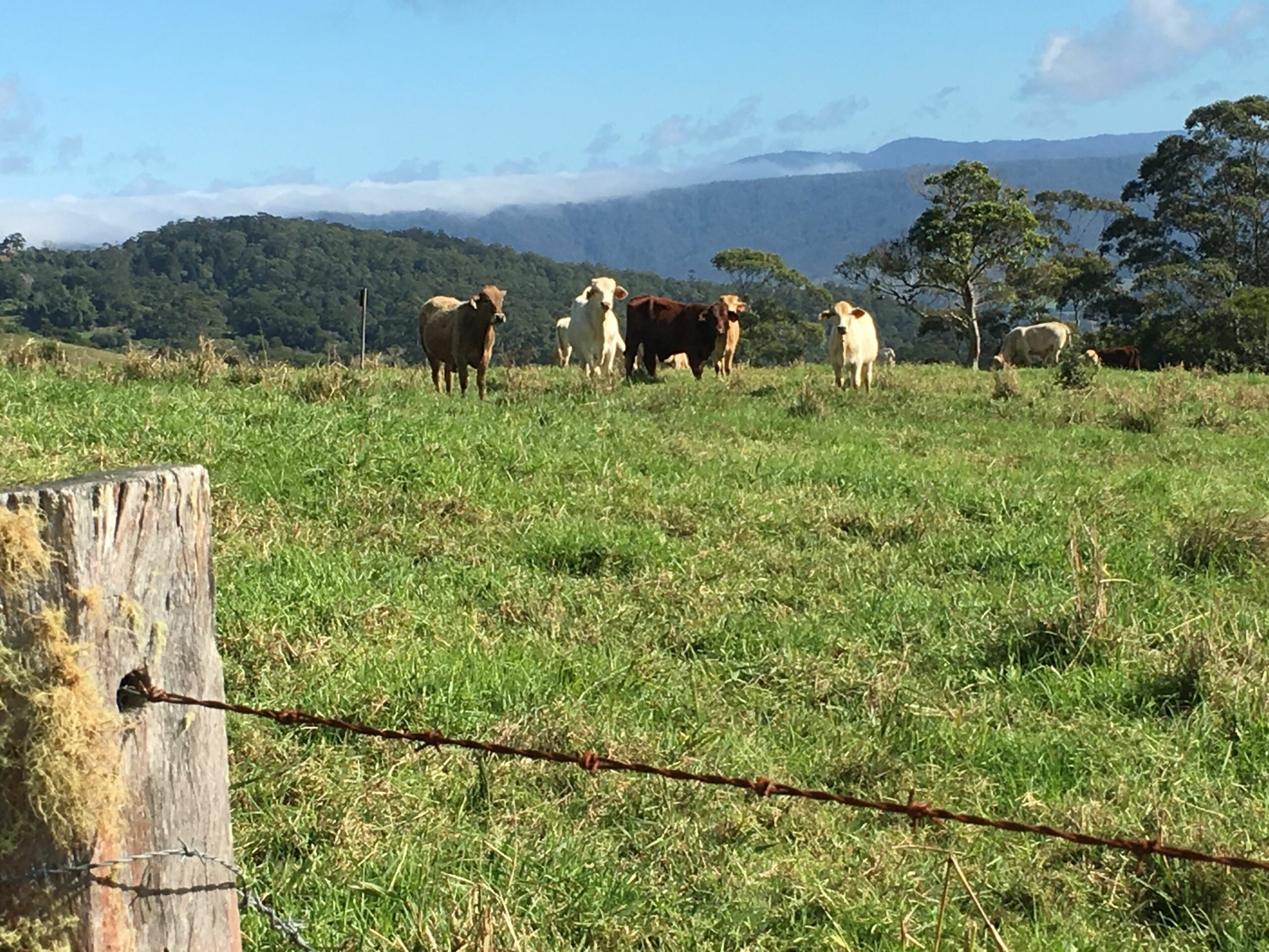 Scandinavian Cabin - Maleny - One Bedroom