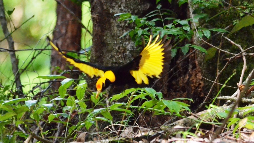 Bowerbird Cabin - Waterfalls, Rainforest, Wildlife, Walk Tracks and Birds