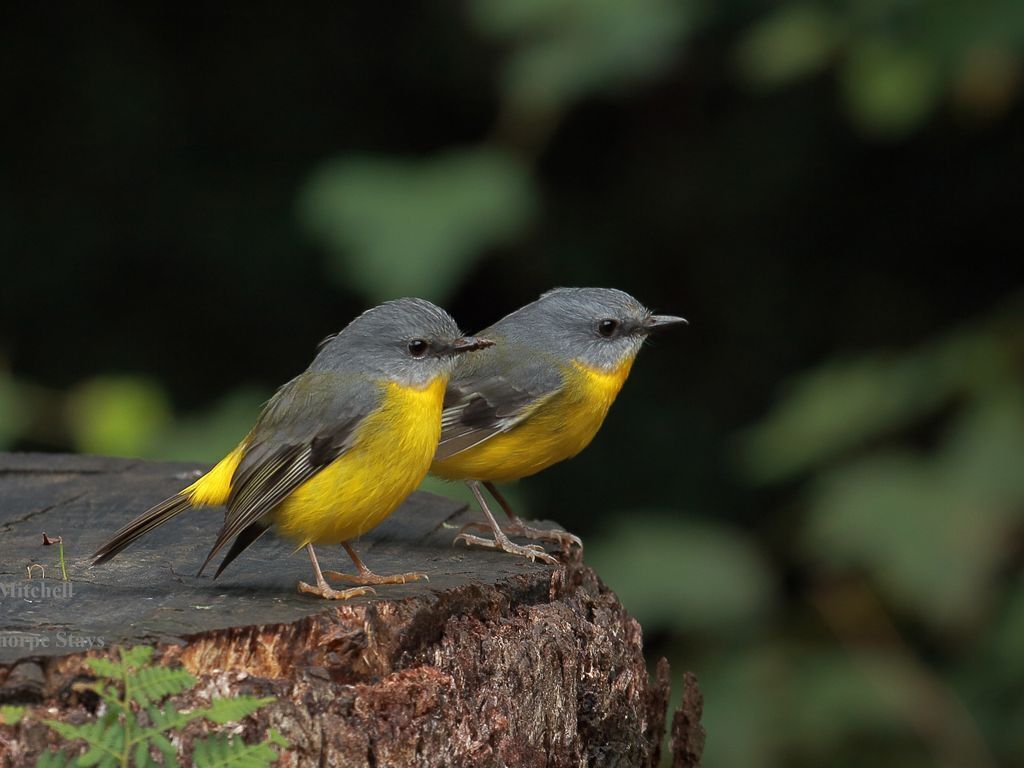 Bowerbird Cabin - Waterfalls, Rainforest, Wildlife, Walk Tracks and Birds