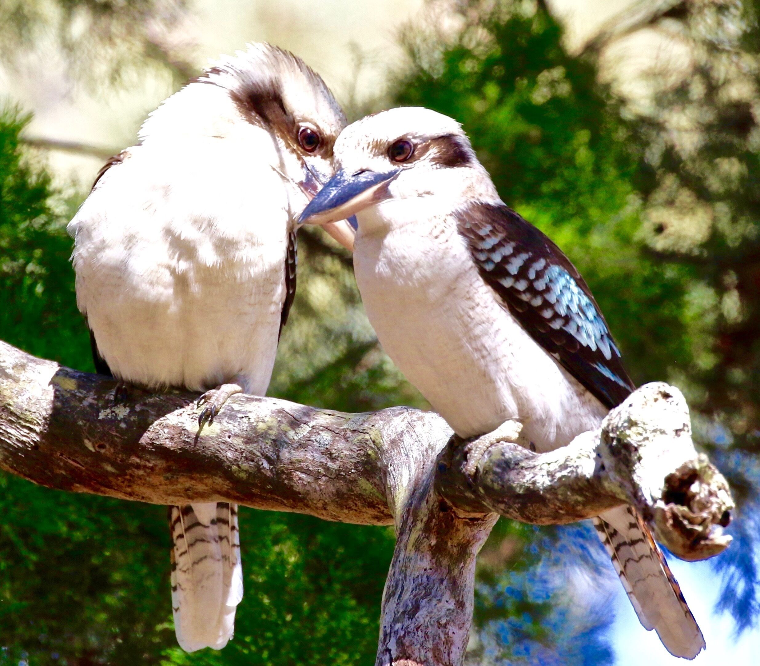 Peaceful Getaway on Southern Moreton Bay Islands - Bird Lovers Paradise