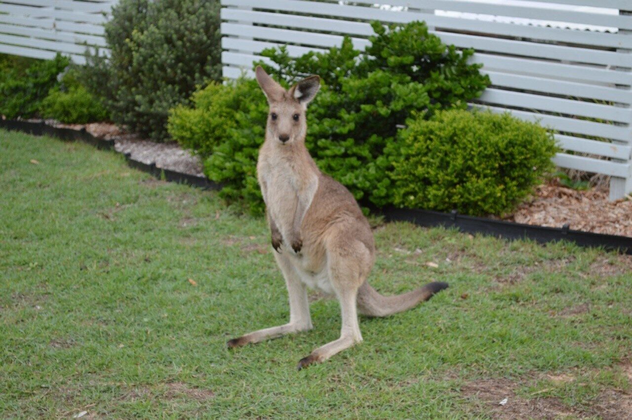 Broadleys at Stradbroke Island, Wifi, Views, Dogfriendly