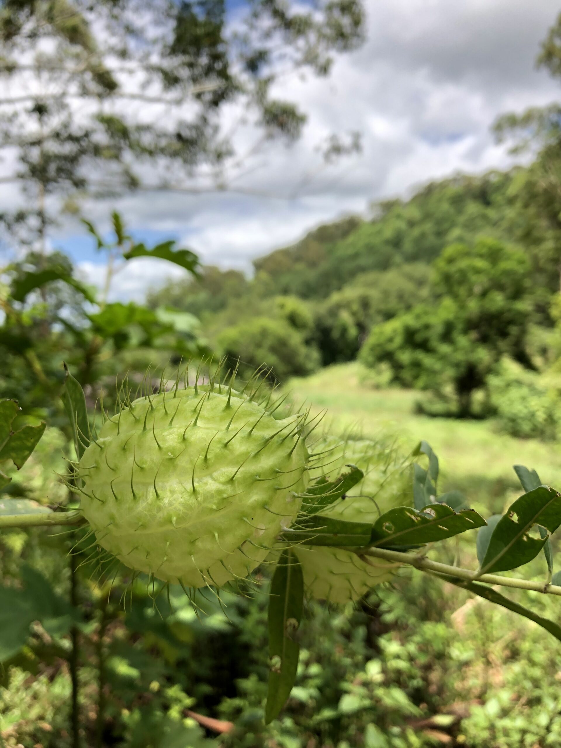 Rainforest Settings