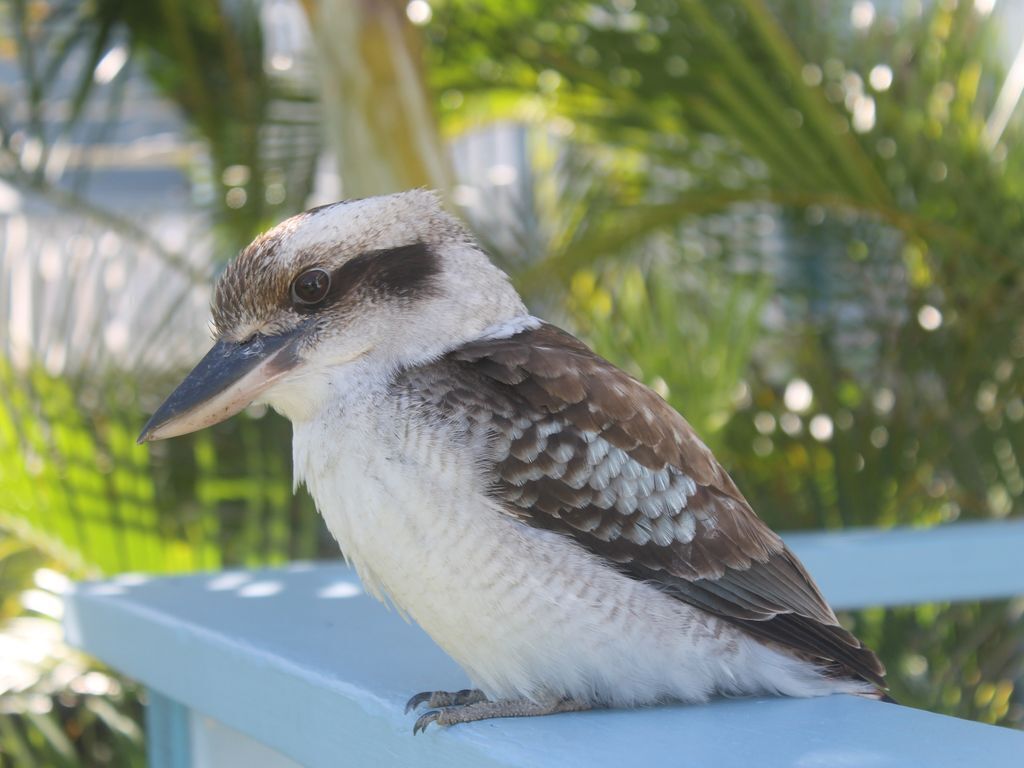 Tangalooma Beachfront Villa 17