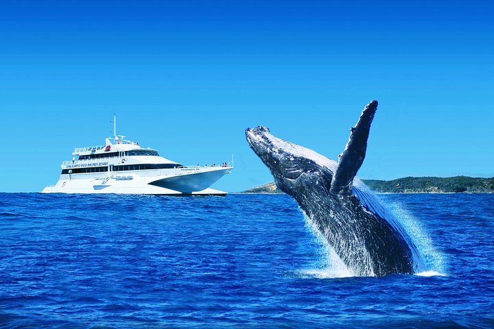 Tangalooma Island Resort Whale Watching Day Cruise