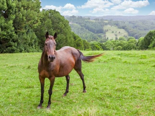 Valleydale Cottage - Byron Hinterland Escape