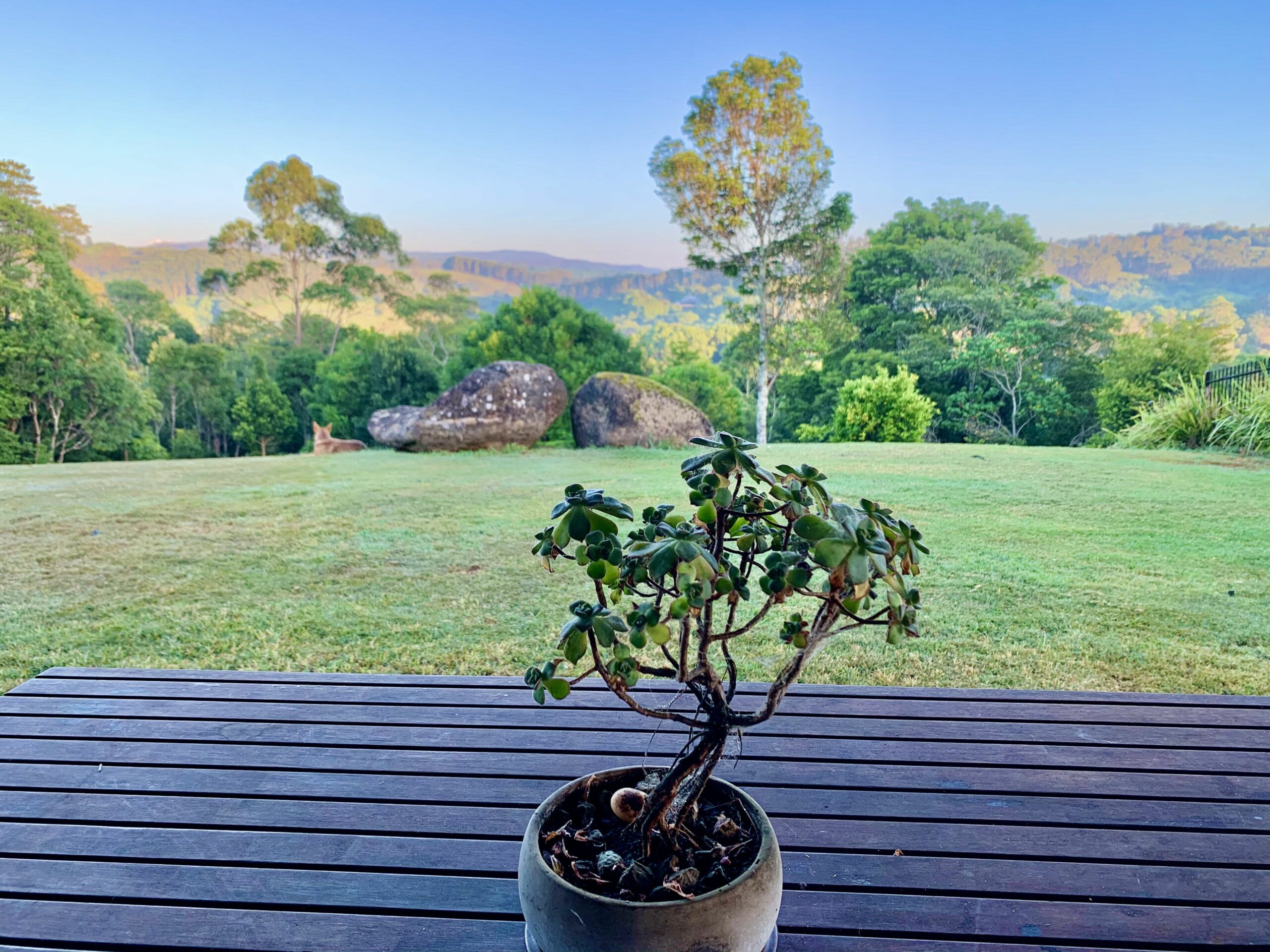 Byron Bay Hinterland Stunner - Federal Dreaming