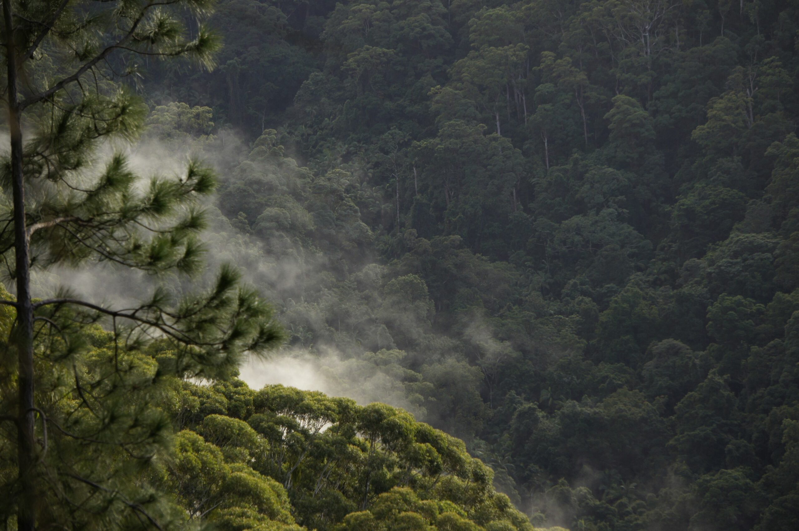 The Treepod-wake up to the Sunrise with views over valley to the Ocean