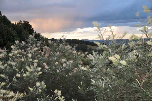 Tallaringa Views - Located at Byron Bay Hinterland