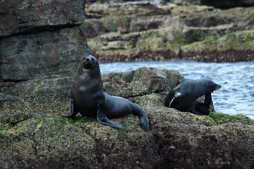 Jervis Bay Seals & Seacliffs Cruise