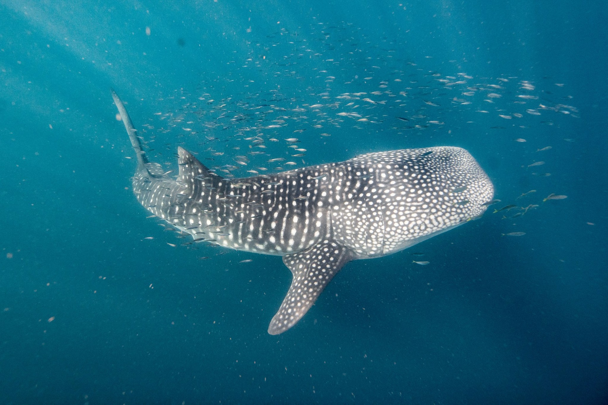 Priority Plus Whaleshark Tour Booking