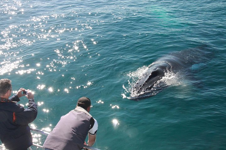 Busselton Whale Watching Eco Tours
