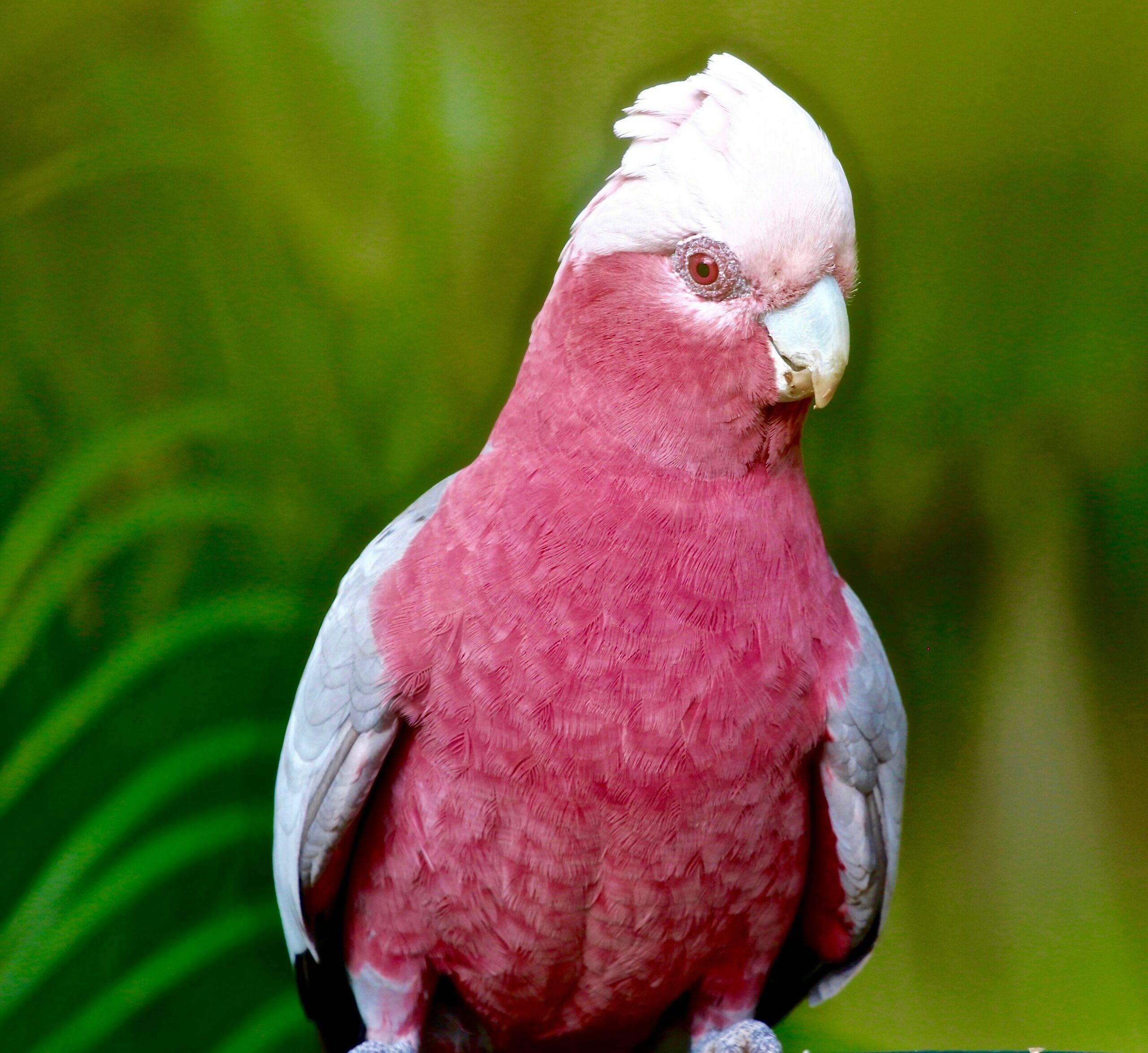 Peaceful Getaway on Southern Moreton Bay Islands - Bird Lovers Paradise