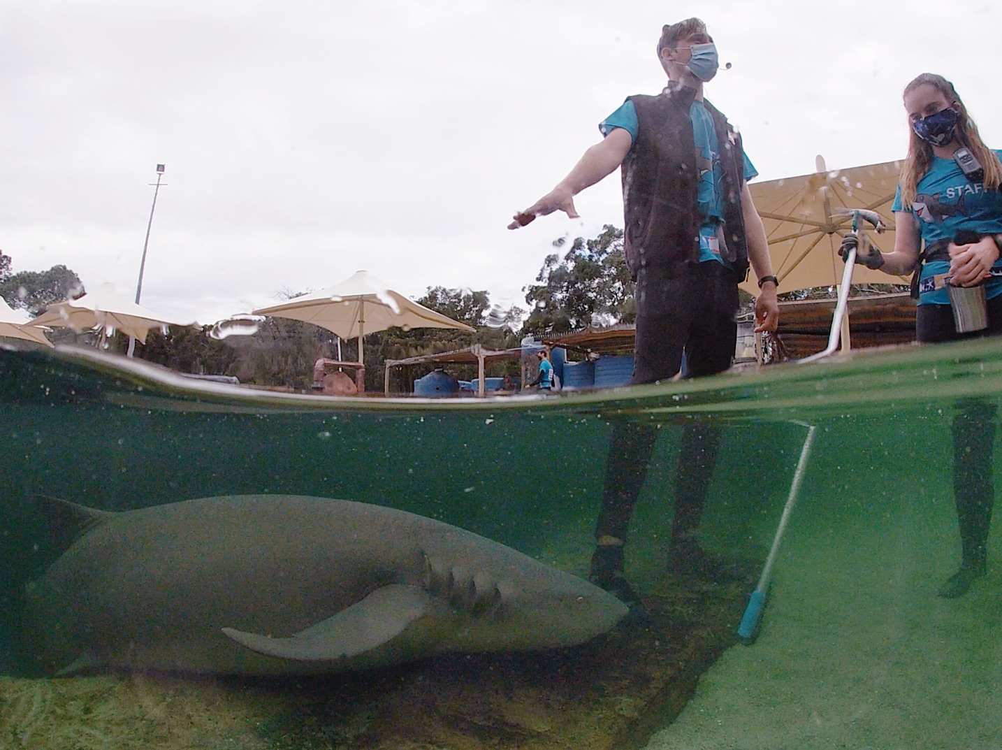 Reef Shark Encounter & Feed $80 packaged with Entry Pass (ages 12+)