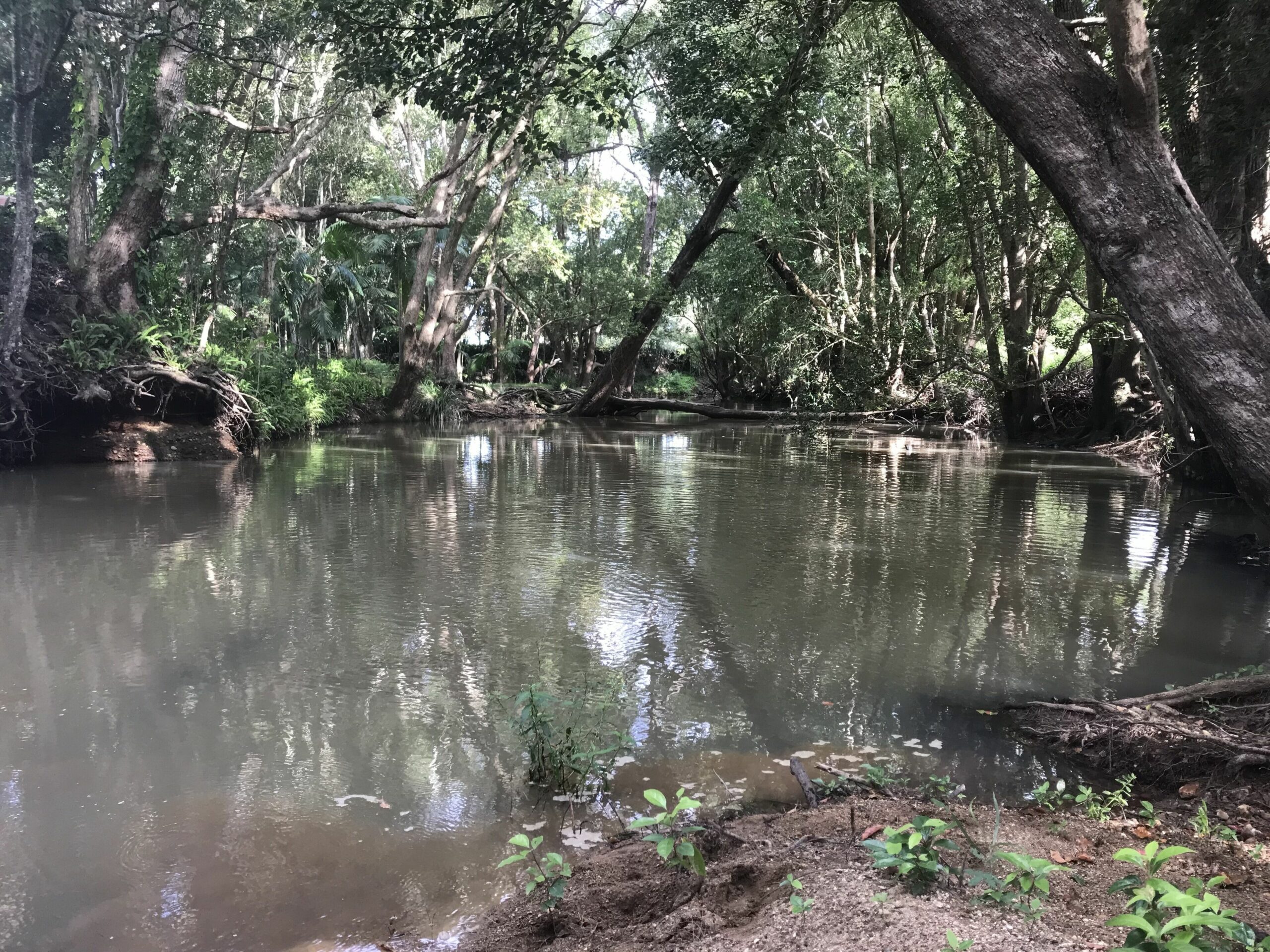 Mullumbimby Rural Escape  - Harry's Place