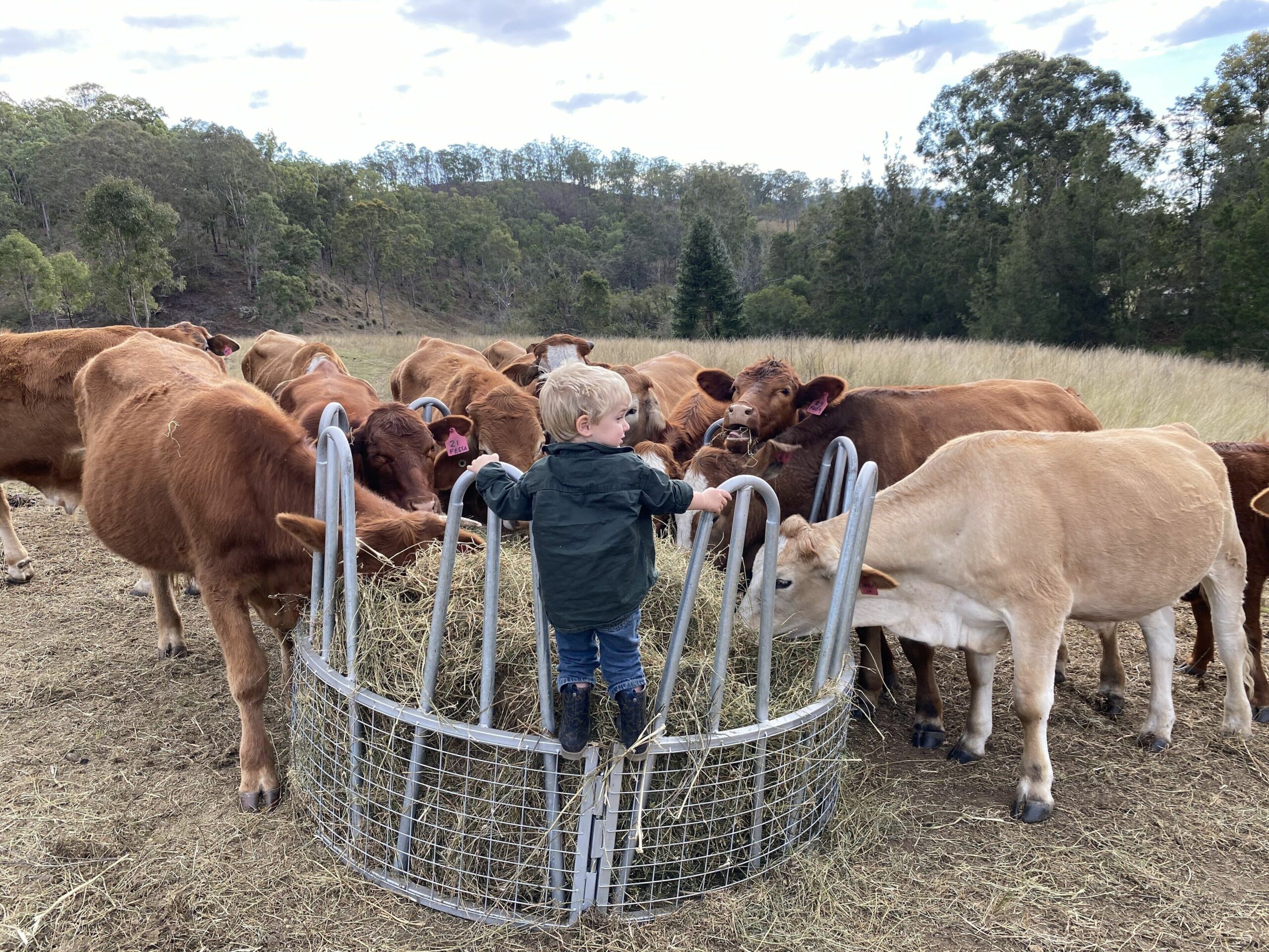 Darlington Grove Farm Stay in a Renovated Dairy Lots of Animals and River Access