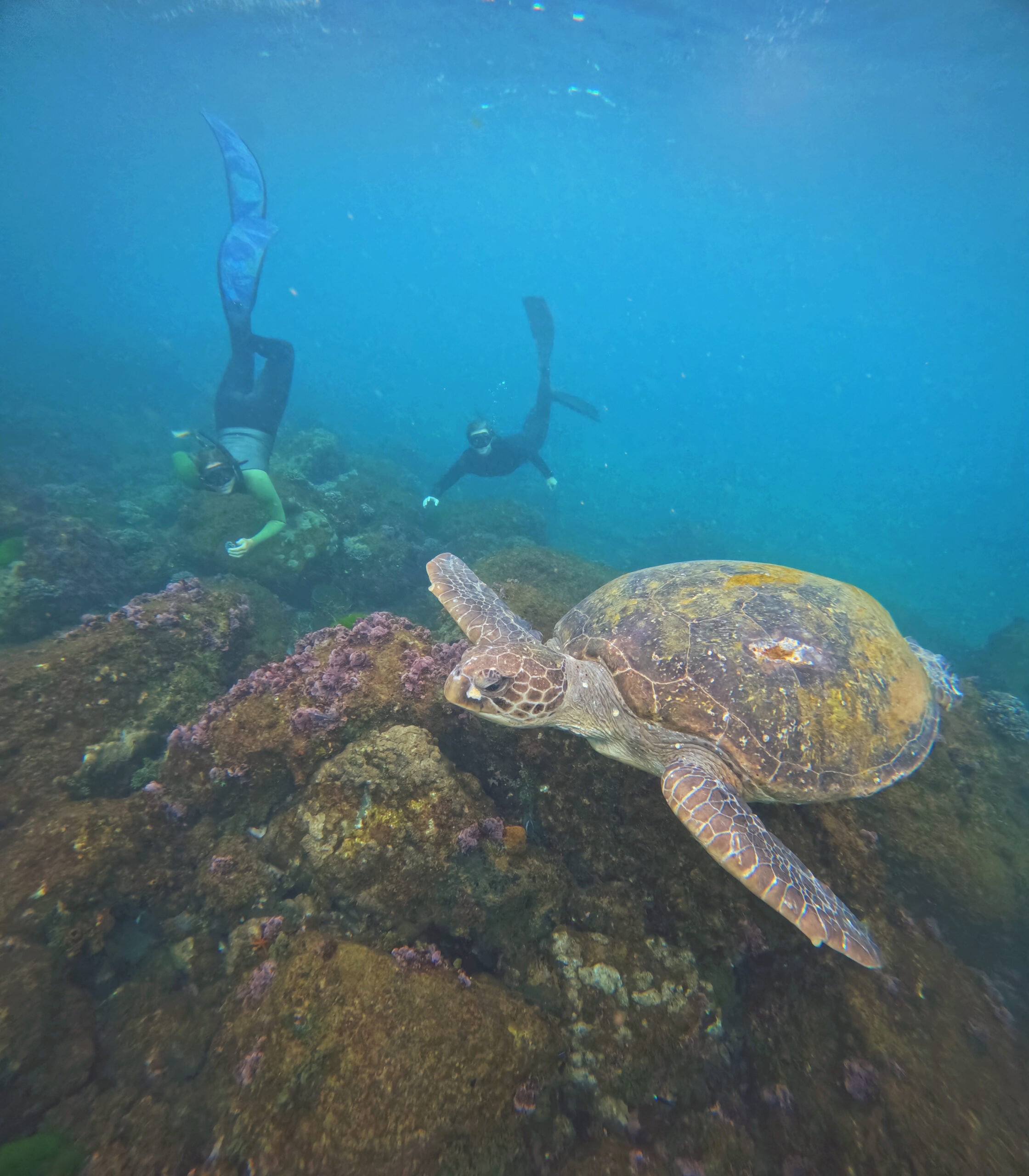 Swim with Turtles