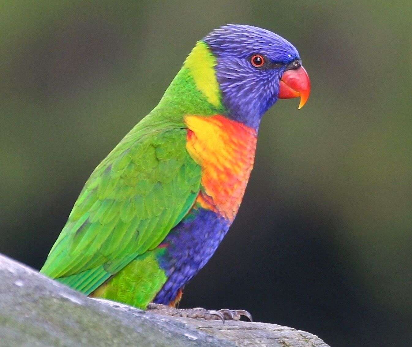 Peaceful Getaway on Southern Moreton Bay Islands - Bird Lovers Paradise