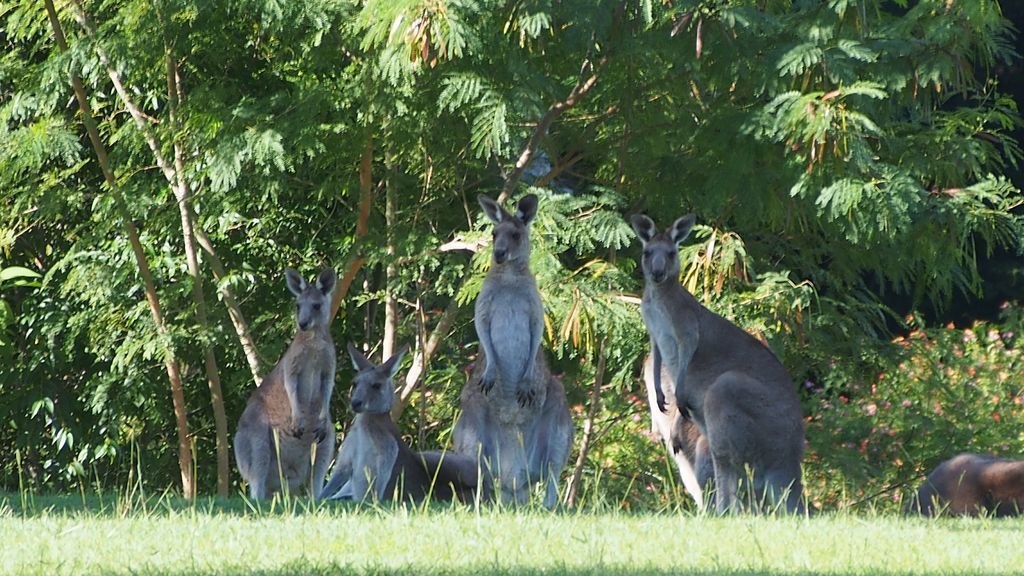 Caboolture 4.5 Star Holiday Home at the Gateway to the Sunshine Coast in Qld