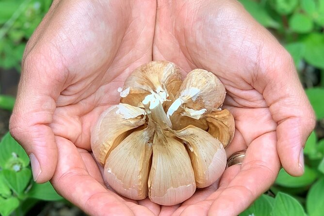Garlic Farm Experience, Byron Bay's hinterland