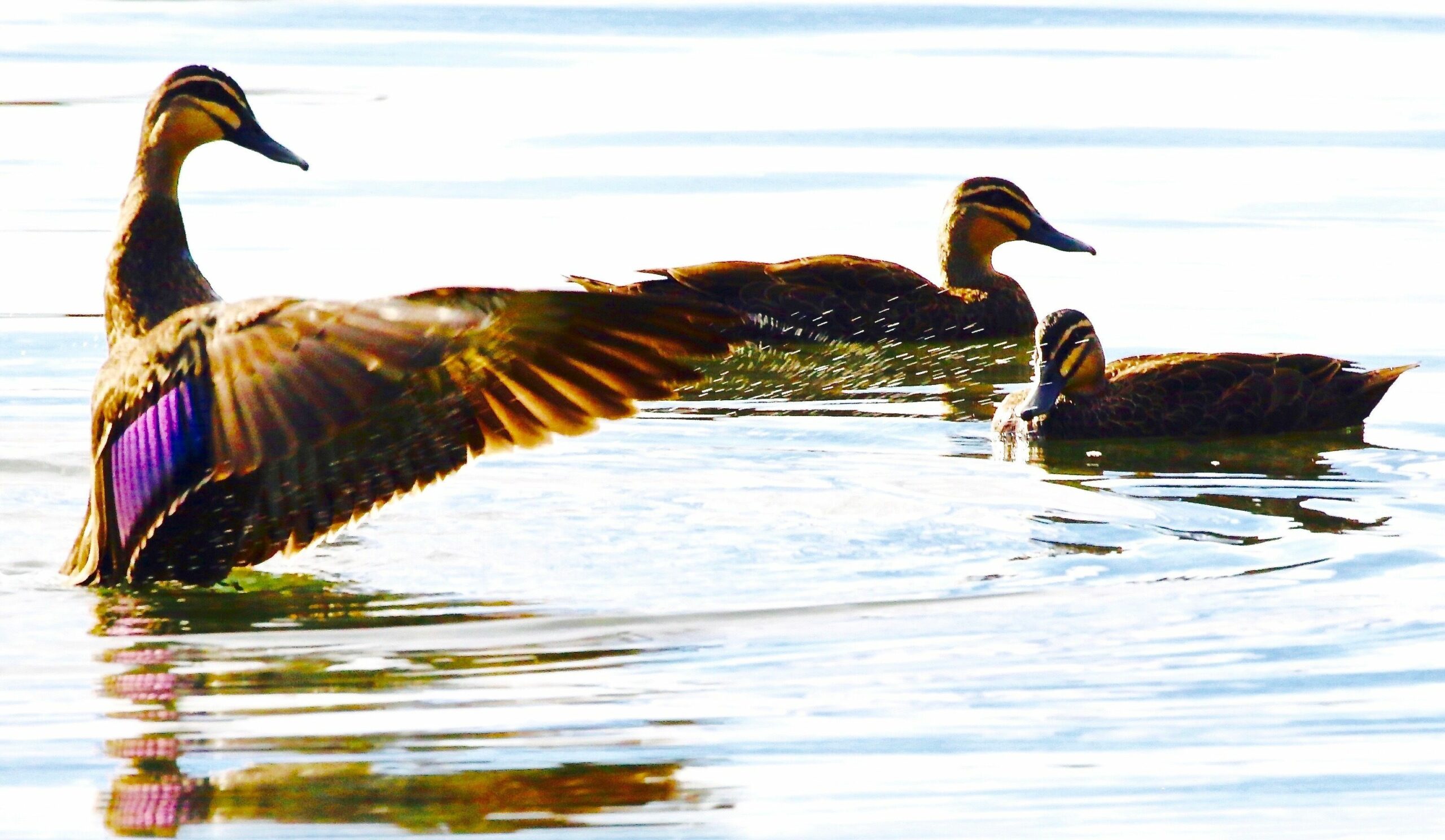 Peaceful Getaway on Southern Moreton Bay Islands - Bird Lovers Paradise