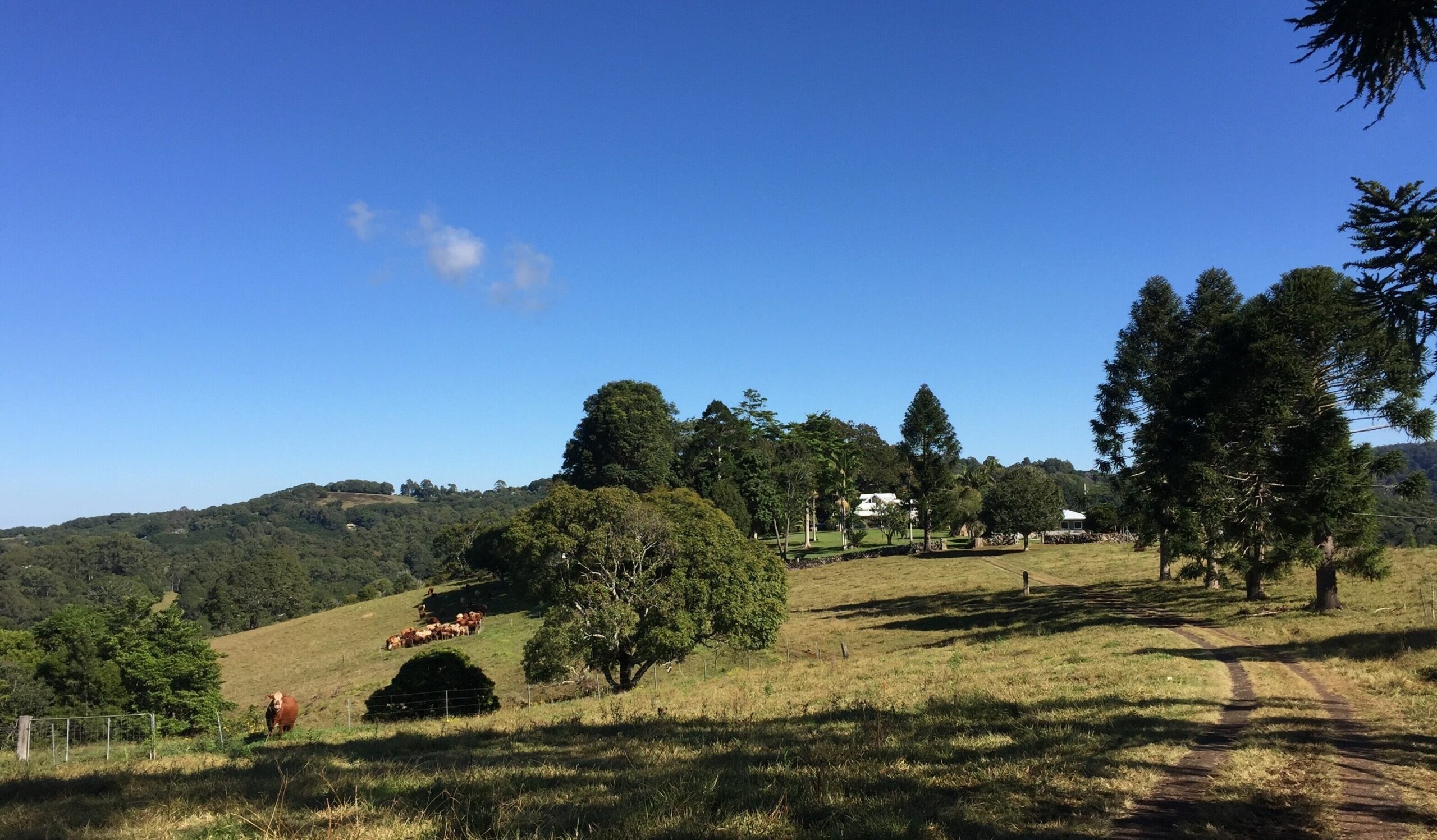 Byron Hinterland Farm Cottage on Cattle property