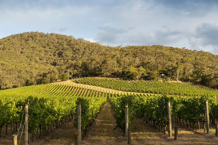 Yarra Valley Private Tour