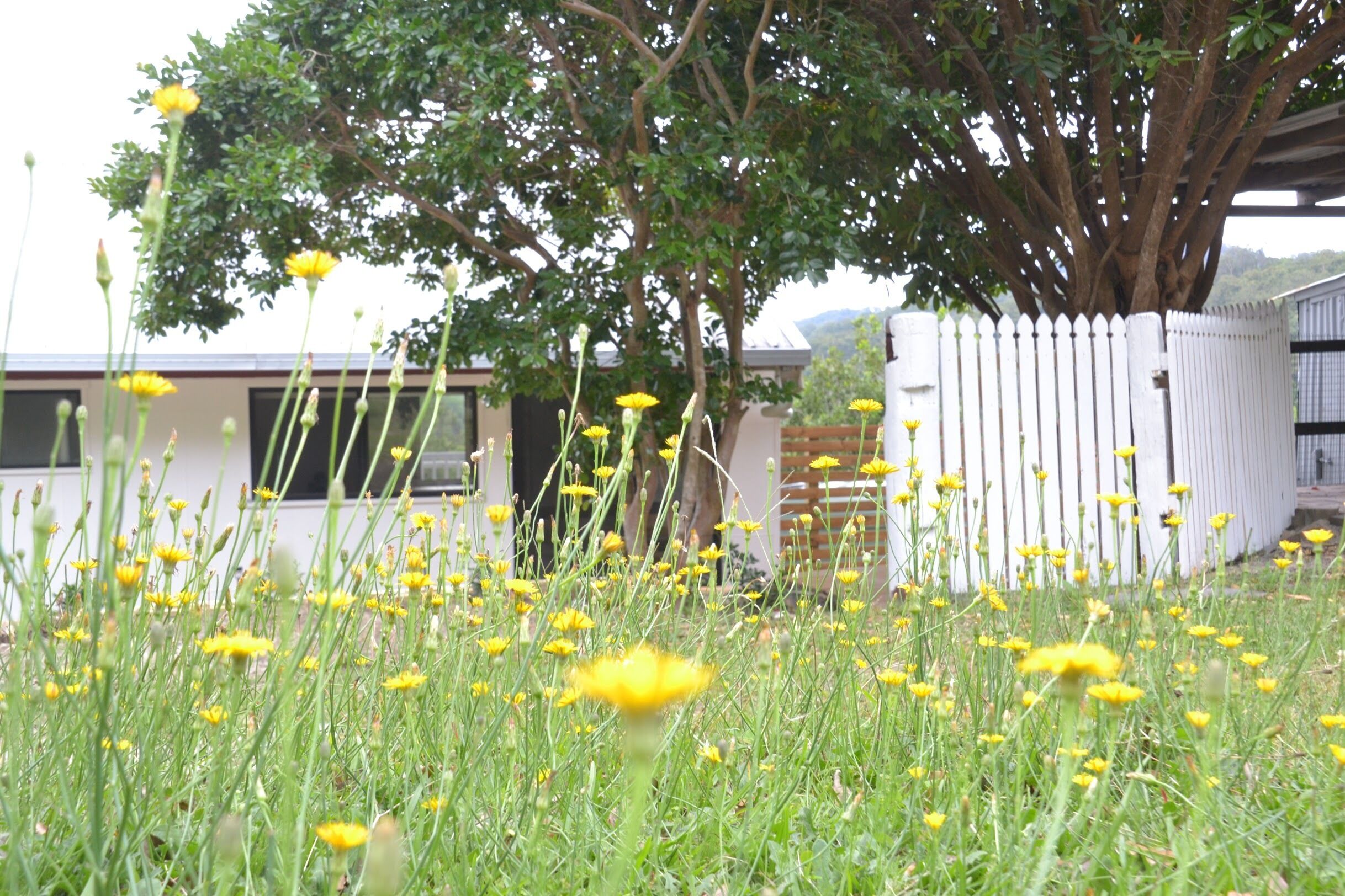 Currumbin Valley View Cottage